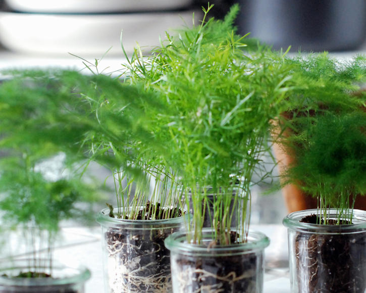 Caring for Asparagus Fern: Tips for a Thriving Indoor Plant