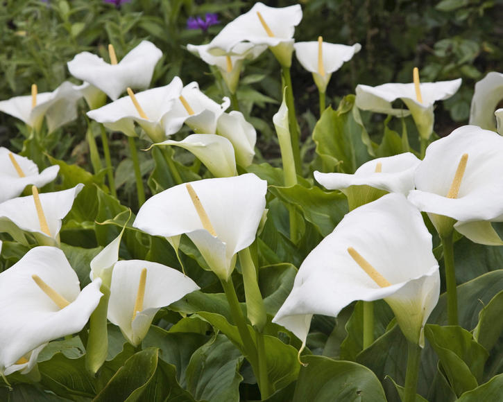 Zantedeschia deals