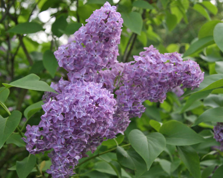 common-lilac-syringa-vulgaris-1419932-blp-msg.jpg