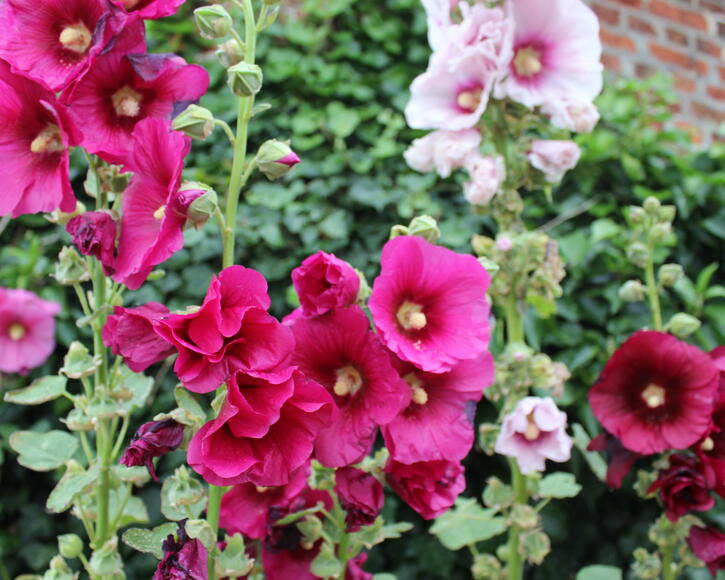 Alcea rosea (common hollyhock) are popular garden ornamental