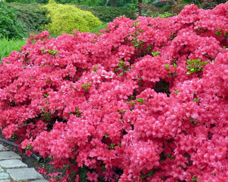 Azalea japonica store