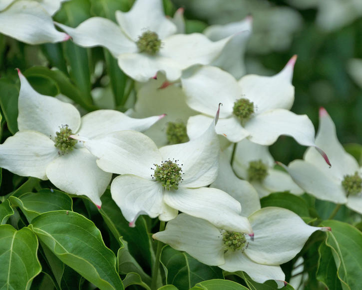 Cornus dogwood shop