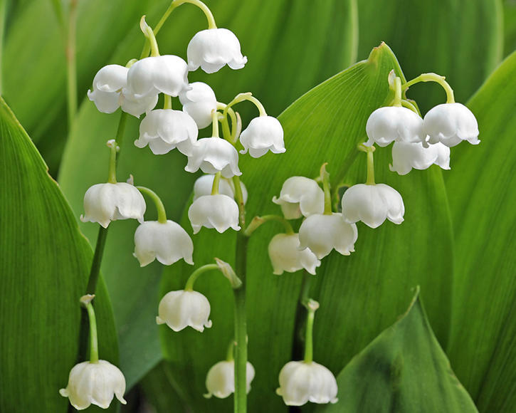 Planting And Caring For Lily Of The Valley (Convallaria majalis) - Mein schöner Garten