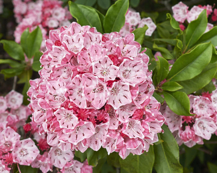 Is mountain laurel cheap poisonous to dogs