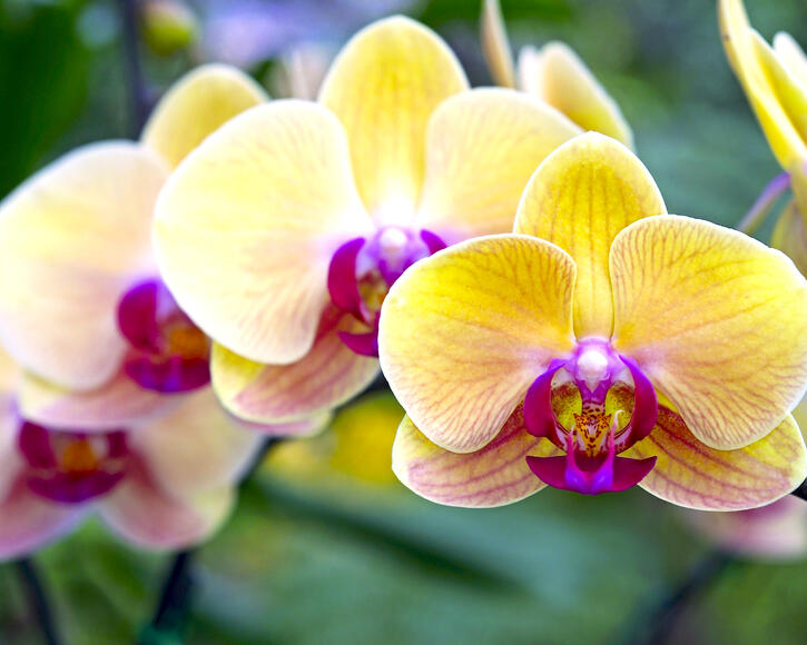 Lifty Orchid - Regular/Long