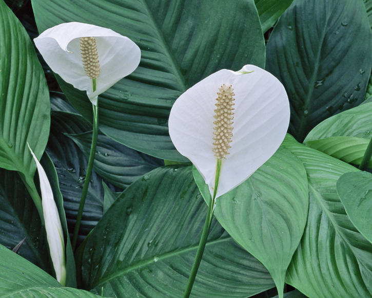 Planting And Caring For Peace Lilies (Spathiphyllum) - myGarden.com