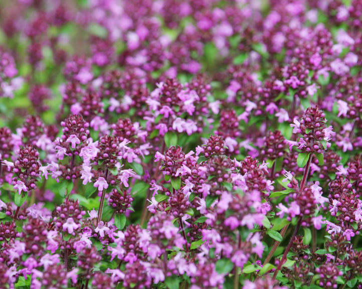 August 2013 - Alyssum, creeping thyme, rosemary and verbena