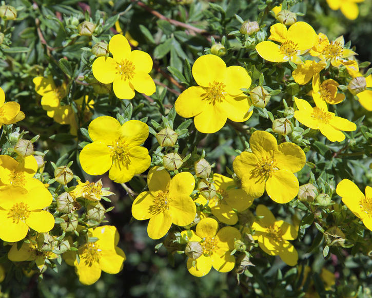 Planting, Caring For And Pruning Shrubby Cinquefoil (Potentilla ...