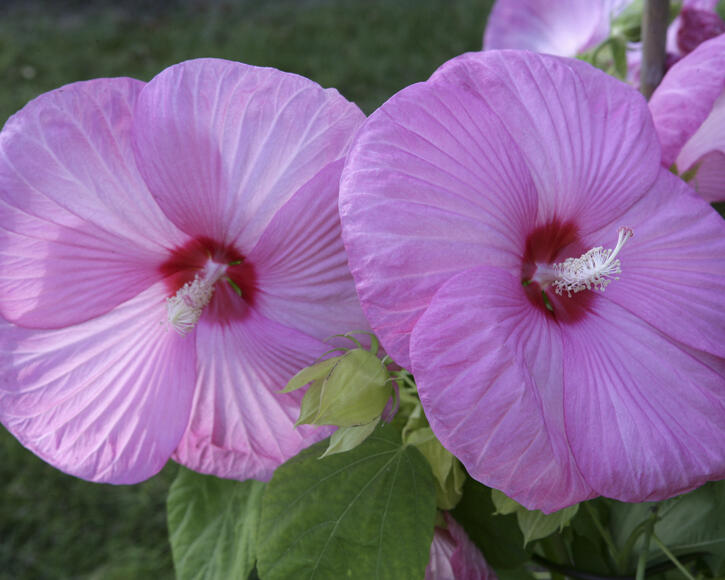 Planting and maintaining Swamp Rose Mallow myGarden