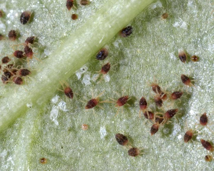 Identifying and managing spider mites myGarden