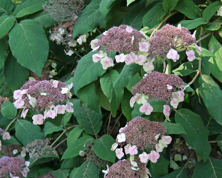 Hydrangea villosa (h.aspera ssp.villosa) 'VELVET LACE' 