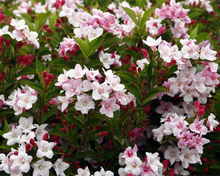 Weigela florida deals