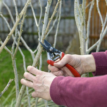 How to prune Hibiscus - myGarden.com