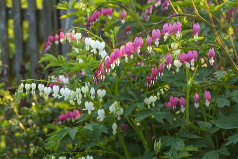 Asian Bleeding Heart 