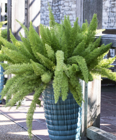 Asparagus Setaceus  Asparagus Fern - Plant – Lalit Enterprise