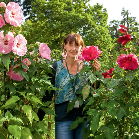 Planting and maintaining Swamp Rose Mallow myGarden