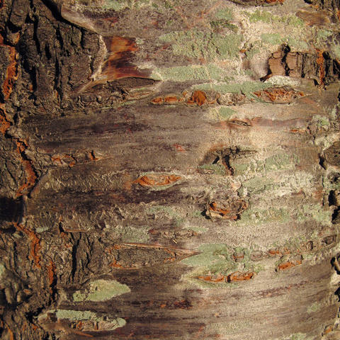 cherry tree bark texture