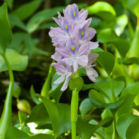 Planting and caring for Common Water Hyacinths - myGarden.com