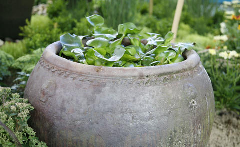 19+ Water Hyacinth Planting