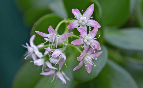 Money on sale tree flower