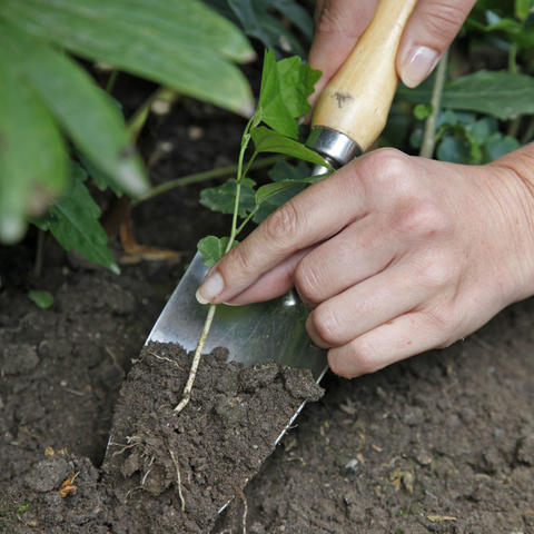 Propagate Hibiscus - myGarden.com