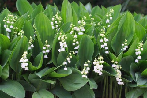 How To Treat Sick Lily Of The Valley Plants: Common Diseases Of Lily Of The  Valley