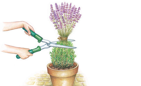 Harvesting lavender.Cut dry lavender flowers and a garden pruner in a hat  on a wooden box next to blooming lavender bushes. Summer Stock Photo - Alamy