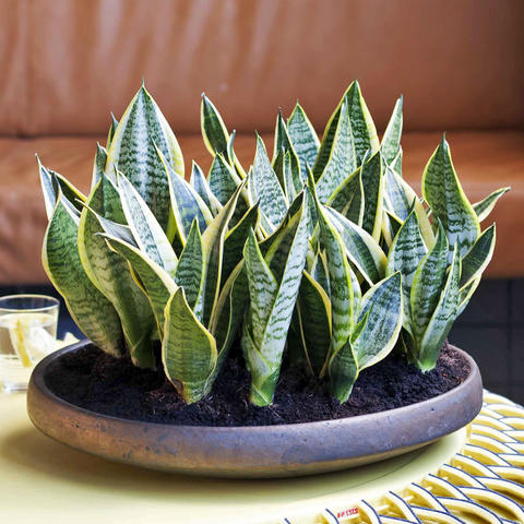 Planta lengua de suegra  Medicinal herbs, Snake plant care, Natural  medicine