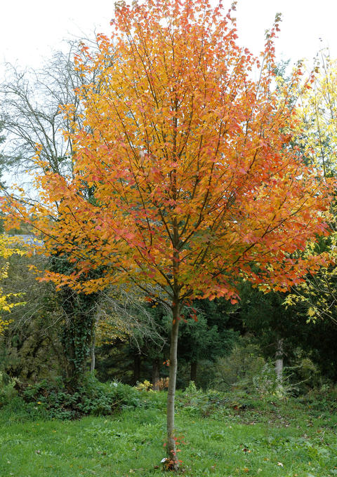 Planting and caring for the Sugar Maple - myGarden.com