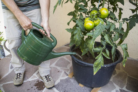 How Much Water Do Tomatoes Need A Week - One Inch Water