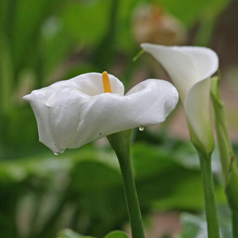 Zantedeschia aethiopica 'Pink Mist' (Calla Lily)