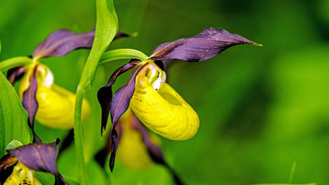 Yellow and purple lady slipper online flower