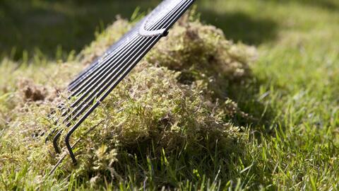 Lawn on sale moss rake