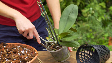 Orchid pots deals with holes