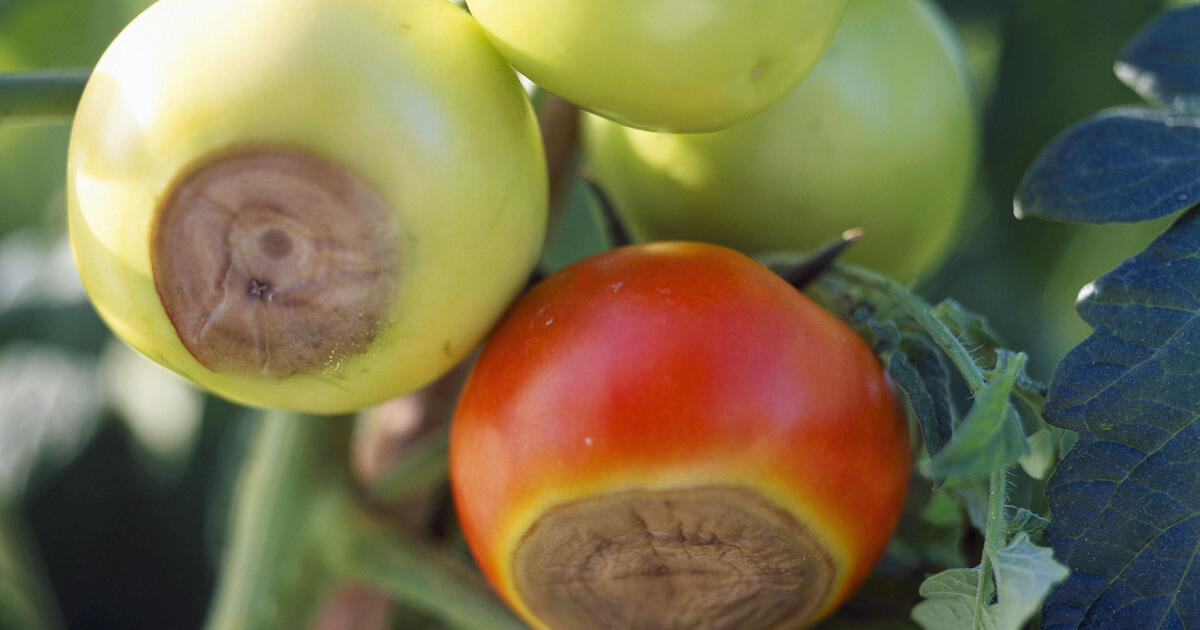 Identifying And Preventing Blossom End Rot 3009