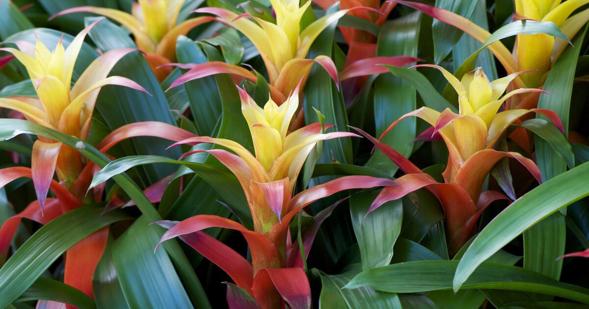 Caring for, planting and propagating bromeliads - myGarden.com