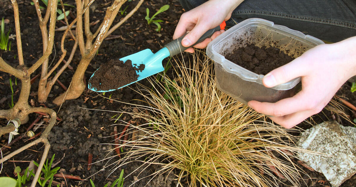 use-coffee-grounds-as-fertilizer-mygarden