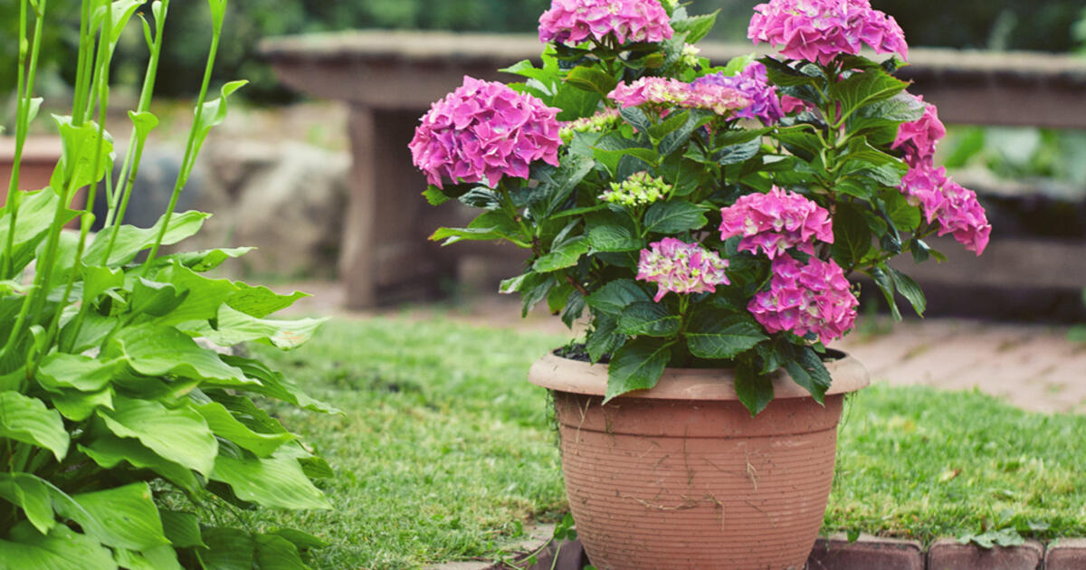 Image of A hydrangea plant in a pot on a windowsill