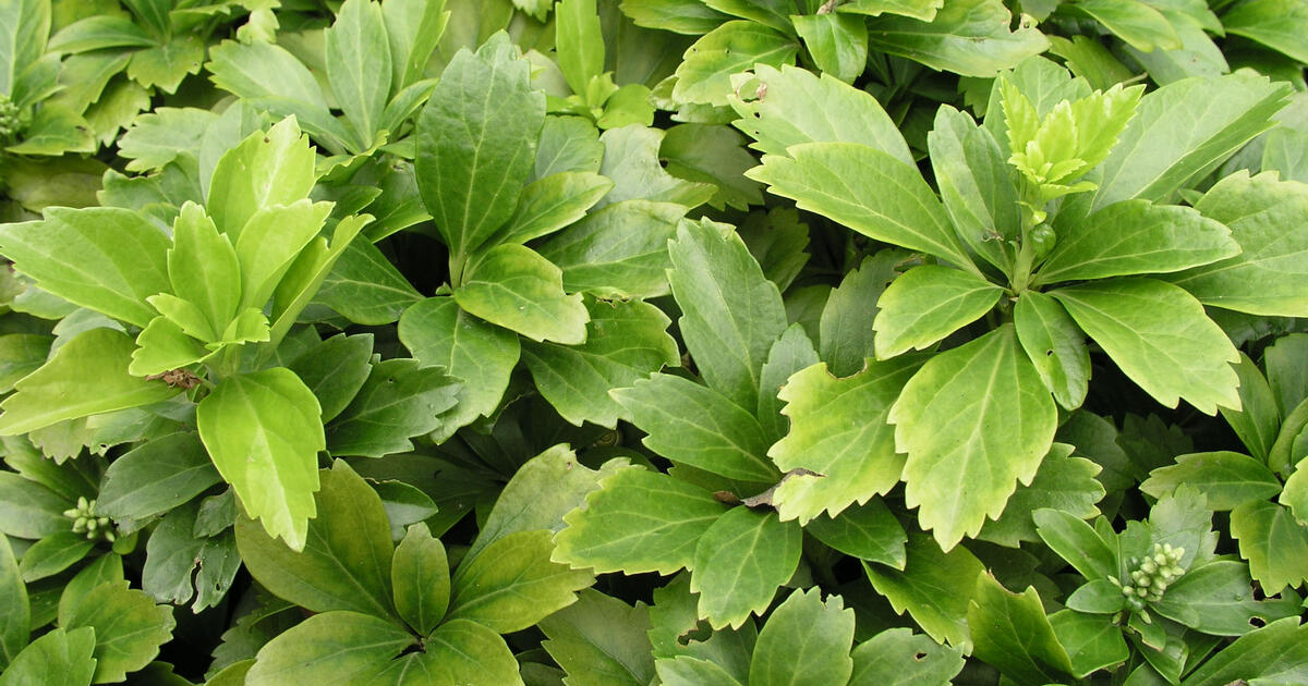 Japanese Pachysandra Planting And Caring Mygarden Com