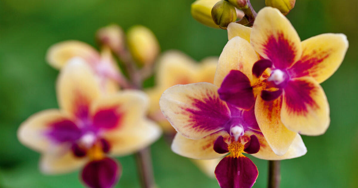 Phalaenopsis, How To Grow And Care For The Moth Orchid - MyGarden.com