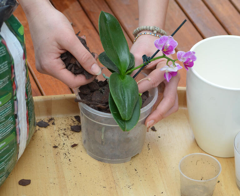 Repotting Orchids Mygarden Com