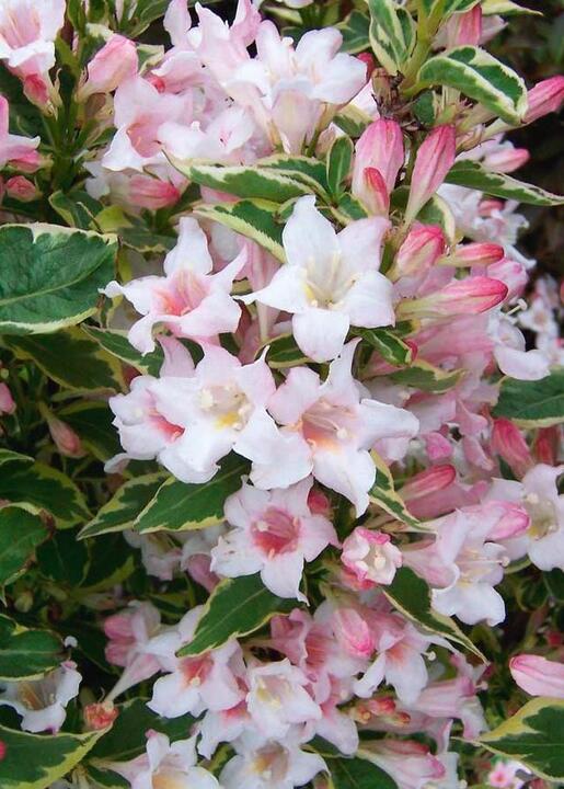 Planting, Pruning And Care For Weigela - MyGarden.com