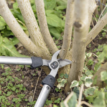 How to prune Hibiscus - myGarden.com